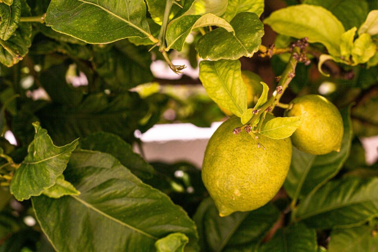 Lemon Tree Apartment Luz Esterno foto